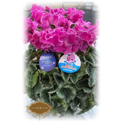 ふるさと納税 南相馬市 【2026年 先行予約】シクラメン フリンジ パープル系 5号 | 花ギフト 贈答 花苗 根本園芸