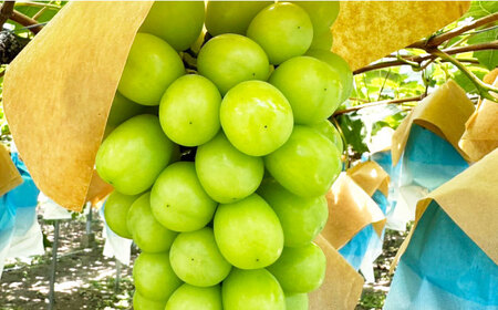 シャインマスカット 約2kg（3房）/ シャインマスカット しゃいんますかっと ぶどう ブドウ / 南島原市 / ガマダスぶどう園[SGL001]