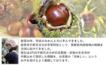 ＜完熟栗 約1kg（2Lまたは3Lサイズ）愛媛県西予市産＞ クリ くり 果物 フルーツ マロン モンブラン 栗ご飯 栗きんとん 栗の甘露煮 特産品 国産 秋の味覚 食べて応援 宇都宮物産 愛媛県 西予