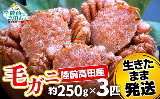 【先行予約】【毛ガニ 約250g×3匹】 陸前高田産 毛ガニ 生きたまま発送！ 【 かに カニ 魚介類 旬 鮮度抜群 産地直送 三陸産 】2026年2月頃から順次発送予定