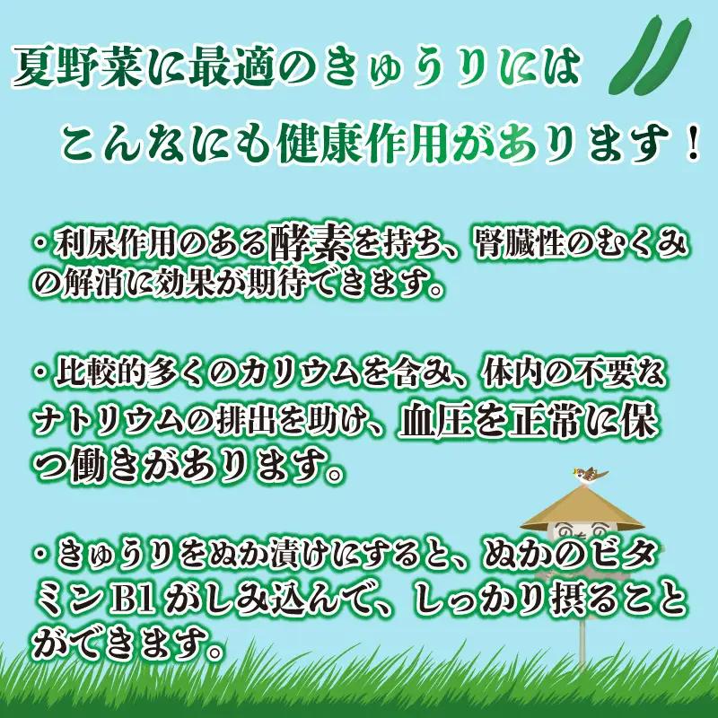 野菜 夏野菜 きゅうり 1kg  きゅうり