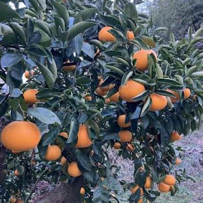 ふるさと納税 紀の川市 【発送月固定定期便】冬の定番　早生温州みかん5Kg　八朔5Kg　全2回 |  | 02