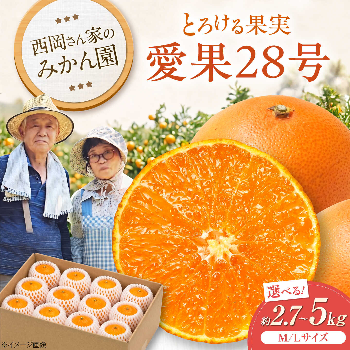 【ふるさと納税】【選べる容量】みかん 愛果28号 M-Lサイズ 約2.7kg or 約5kg【12月上旬から2月下旬まで順次発送】 / フルーツ 果物 蜜柑 ミカン オレンジ 甘い 先行予約 約 3kg 愛媛 果汁 人気 おすすめ お取り寄せ/ 愛媛県砥部町/西岡さん家のみかん園[BJBG001]