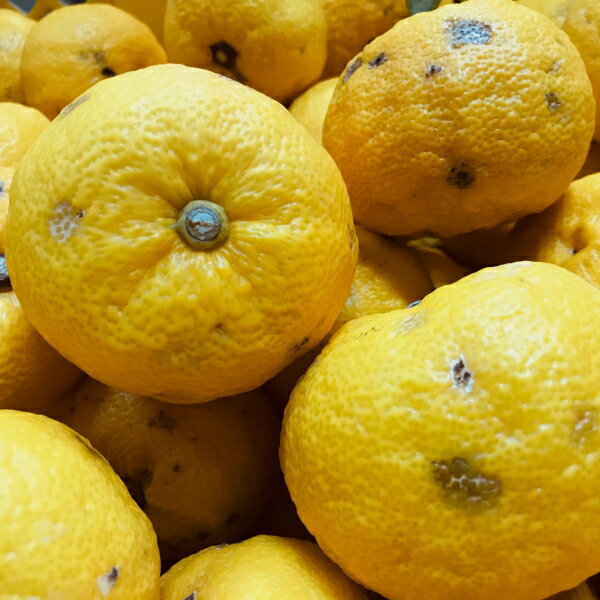 【ふるさと納税】 【先行予約】【国産】紀州和歌山のご家庭用訳あり柚子（ゆず） 約2kg ※2025年10月下旬〜2026年1月下旬頃に順次発送予定 ※着日指定不可