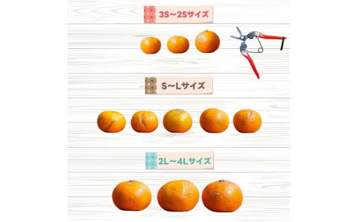 厳選 はるみ 1kg+250g（痛み補償分） 光センサー選別 / 有田 みかん 蜜柑 オレンジ 果物 フルーツ デコポン の姉妹品種 ※2月上旬～3月下旬頃に順次発送予定 ※北海道・沖縄・離島への配送