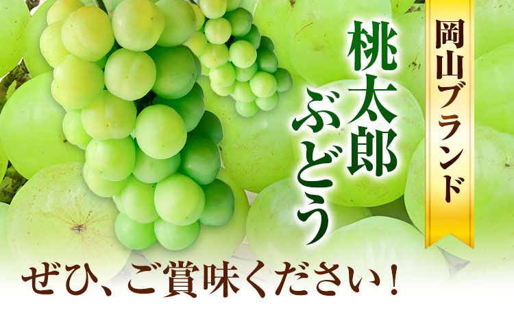 岡山県産 桃太郎ぶどう 1房 (680g以上) 無加温栽培【配送不可地域あり】 《9月上旬-10月末頃に出荷予定(土日祝除く)》 岡山県 矢掛町 ぶどう 葡萄 果物---osy_chbf4_af9_24_18000_1---