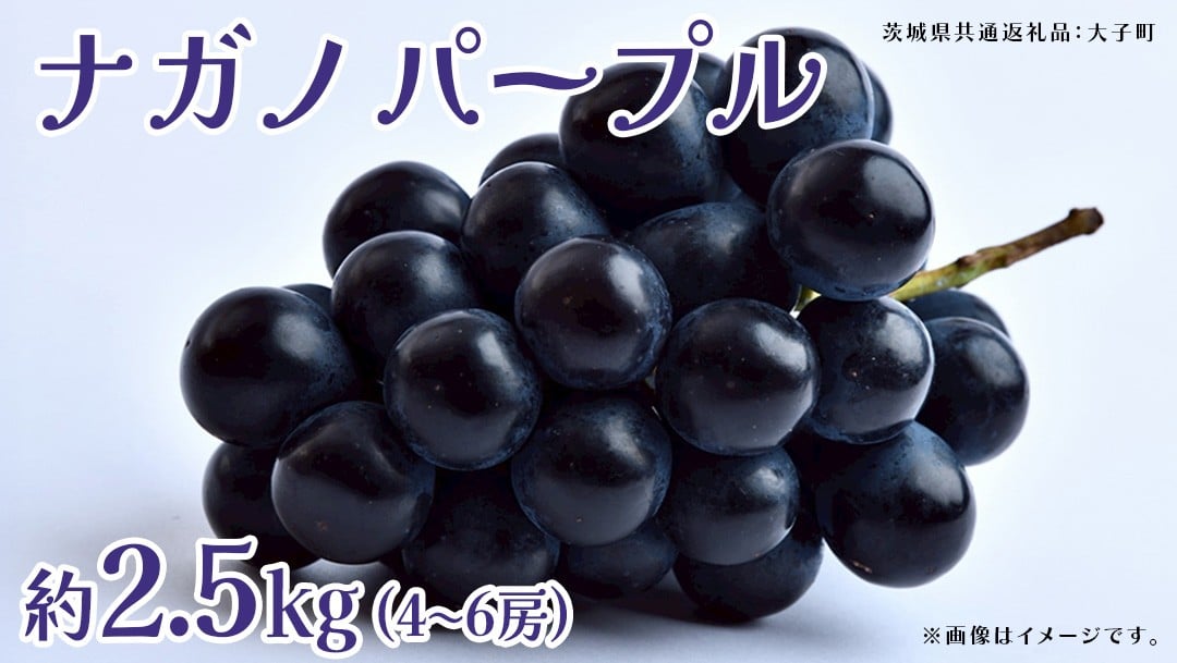 
                  ナガノパープル 2.5kg (4～6房)【2026年8月下旬発送開始】(茨城県共通返礼品：大子町) ぶどう 葡萄 ブドウ 果物 フルーツ 果実
                