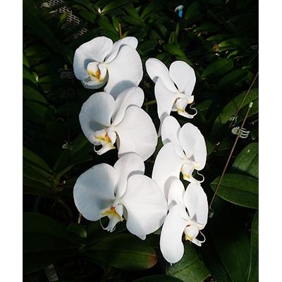 ふるさと納税 糸田町 胡蝶蘭切り花12束 80輪セット |  | 01