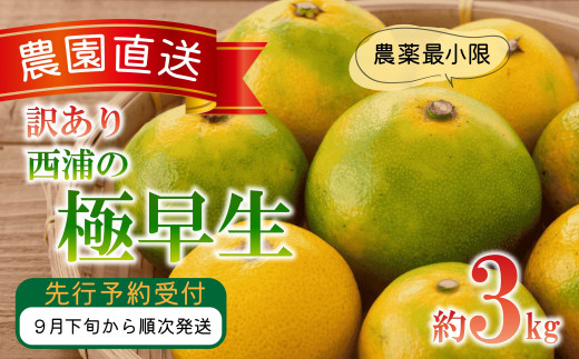 訳あり みかん 極早生 3kg 木負観光みかん園 蜜柑 柑橘 フルーツ 旬 果物 くだもの 国産 早生みかん 訳ありみかん ミカン オレンジ みかん 産地直送 季節限定 西浦 沼津市 静岡県