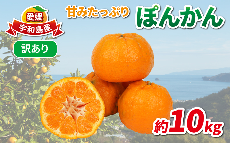 訳あり ポンカン 約10kg 協徳ガーデン 先行予約 予約受付 訳アリ わけあり ぽんかん 甘い 濃厚 ジューシー 果物 くだもの フルーツ 柑橘 みかん mikan 宇和島みかん 愛媛蜜柑 愛媛ミカ