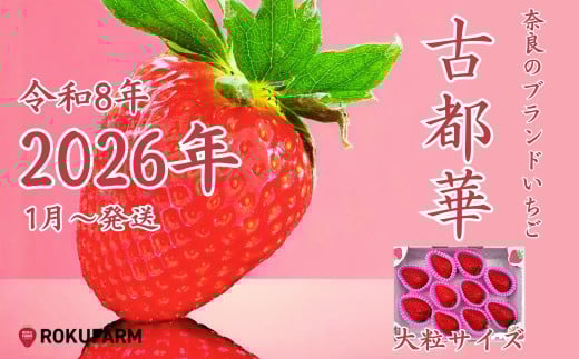 ★★2026年予約販売開始★★【2026年（令和8年）1月～発送】 「6FARMの 古都華いちご大粒サイズ」 限定出荷 〈6FARM〉 いちご 苺 奈良ブランド苺 イチゴ ブランド 古都華 大粒 奈良県 奈良市 なら 20-050
