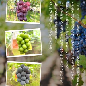 ぶどう シャインマスカット おまかせ2種 1.2kg ぶどう