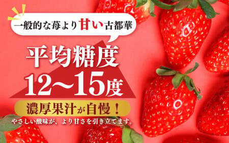 【定期便2回】平群の古都華 2L～3Lサイズ 2パック | フルーツ いちご 古都華 先行予約 奈良県 平群町