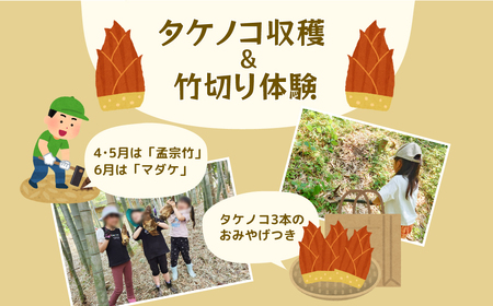 タケノコ収穫＆竹切り体験（1組5名まで） 〈 旬の野菜の収穫体験 食育 収穫体験 農業体験 体験 収穫 野菜 子供 親子 レジャー 観光 農作物 ふるさと納税 柏 〉
