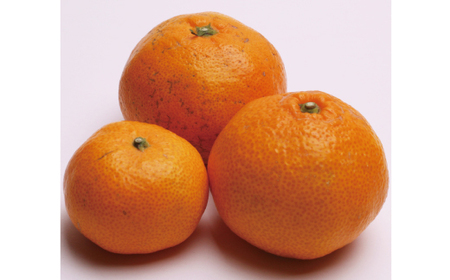 【先行予約】家庭用有田みかんサイズ混合(2S～2L)1kg+250g 11月より発送(完熟)/ みかん ミカン 有田みかん 柑橘 フルーツ 果物 和歌山 オレンジ【ikd210】