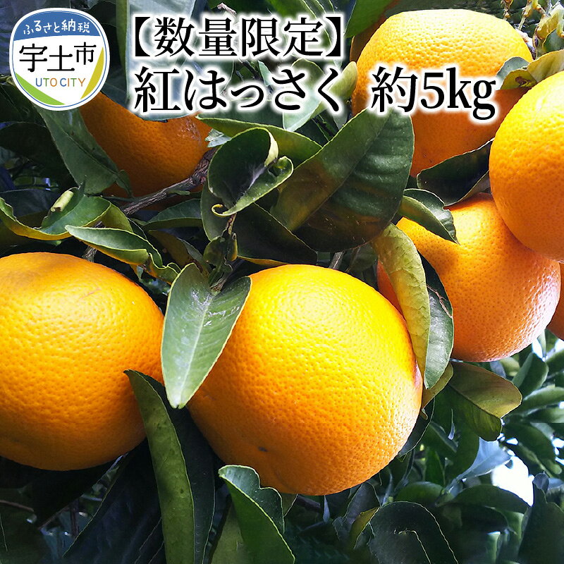 【ふるさと納税】進栄　紅はっさく約5kg 【熊本県宇土市】2月中頃から発送