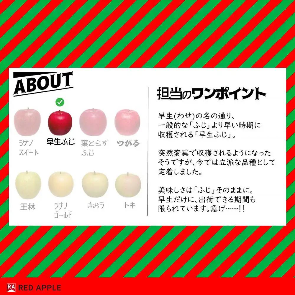 【26年10月発送】りんご【訳あり】家庭用 早生ふじ＆トキ 約5kg 先行受付
