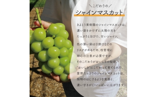 シャインマスカット&希少品種のサニードルチェ 3-5房/計2kg～(岡山県産)【1551283】
