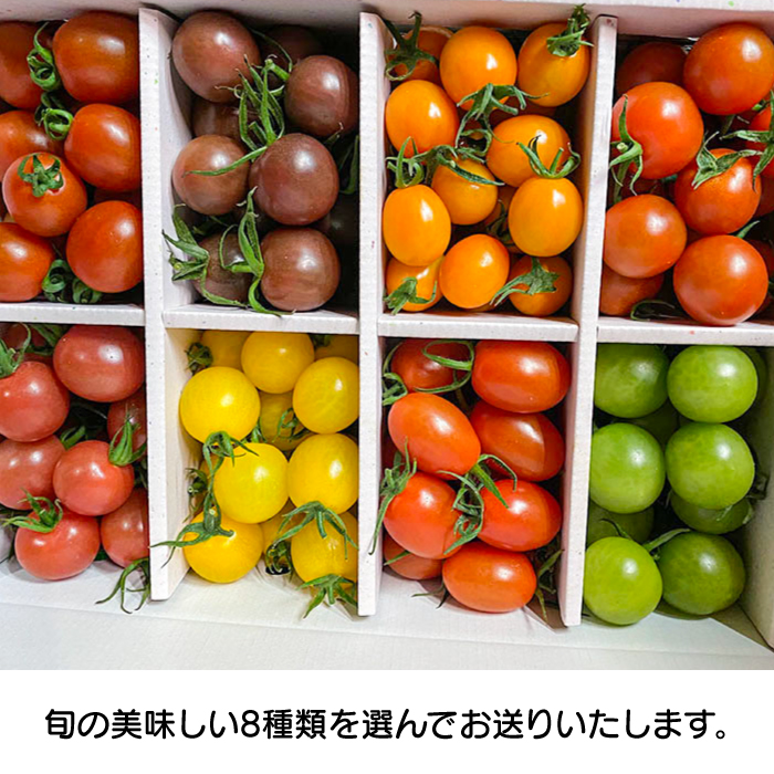 【2025年1月中旬～発送】カラフル ミニトマト 彩８（いろは） 約8種類 合計約1.8kg / トマト 夏野菜 野菜 旬 食べ比べ  / 南島原市 / 植木農園 [SBL001]_イメージ5
