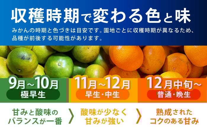 伊木力みかん 家庭用 10kg みかん ミカン 蜜柑 フルーツ 果物
