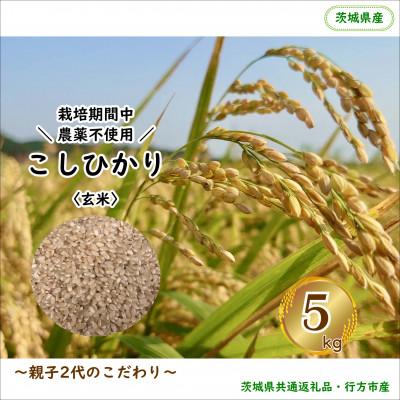 ふるさと納税 潮来市 令和8年産新米 【栽培期間中農薬不使用】こしひかり 玄米5kg茨城県共通返礼品・行方市産