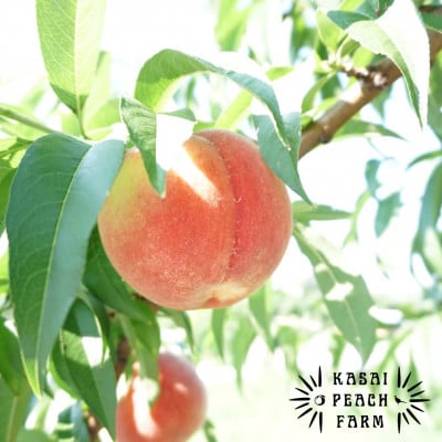 厳選朝採り桃 山梨の笠井桃園の桃 3kg【配送不可地域：離島】