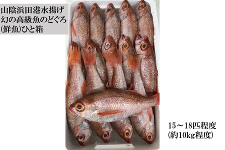 山陰浜田港水揚げ　幻の高級魚のどぐろ(鮮魚)ひと箱 【1996】