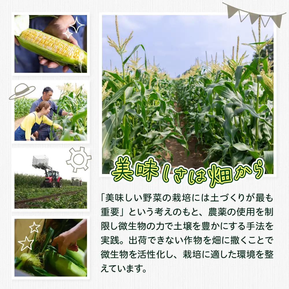 とうもろこし ドルチェドリーム 13本 北海道 芽室町 とうもろこし