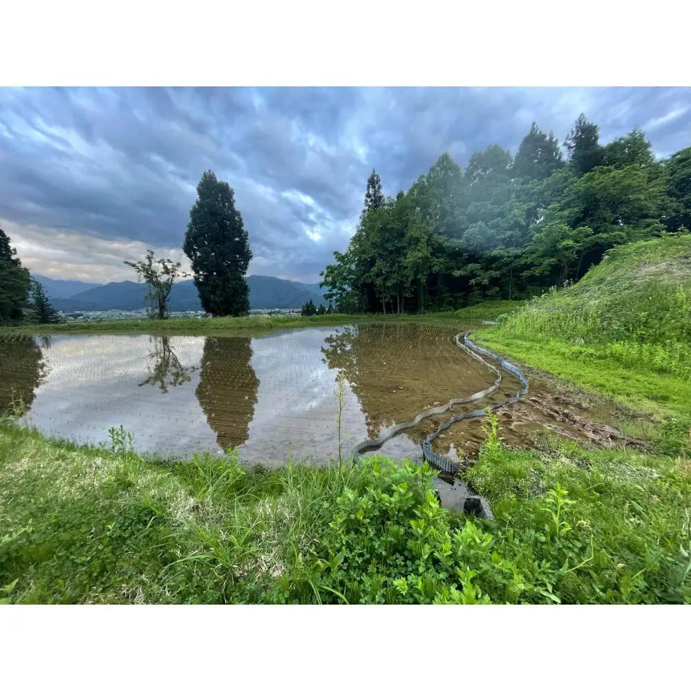 【ふるさと納税】【令和8年産新米予約】南魚沼産コシヒカリ 5kg　塩沢産コシヒカリ【銘柄米 ブランド米 精米 こしひかり コシヒカリ 魚沼産 新潟米 産地直送 お米 米 こめ】【2026年10月中旬よ