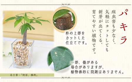 【観葉植物】土を使わないで清潔なミニ観葉植物 ゼオライト植え・ガラス鉢 キューブ形 2鉢セット（パキラとサンスベリア）｜観葉植物 インテリア 部屋 おしゃれ 福岡県筑前町 送料無料
