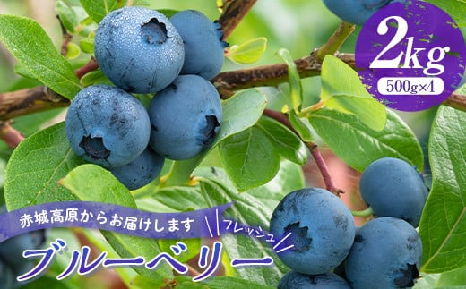 赤城高原で育ったフレッシュなブルーベリー 2kg フルーツ 果物 果実 群馬県 渋川市 F4H-0287