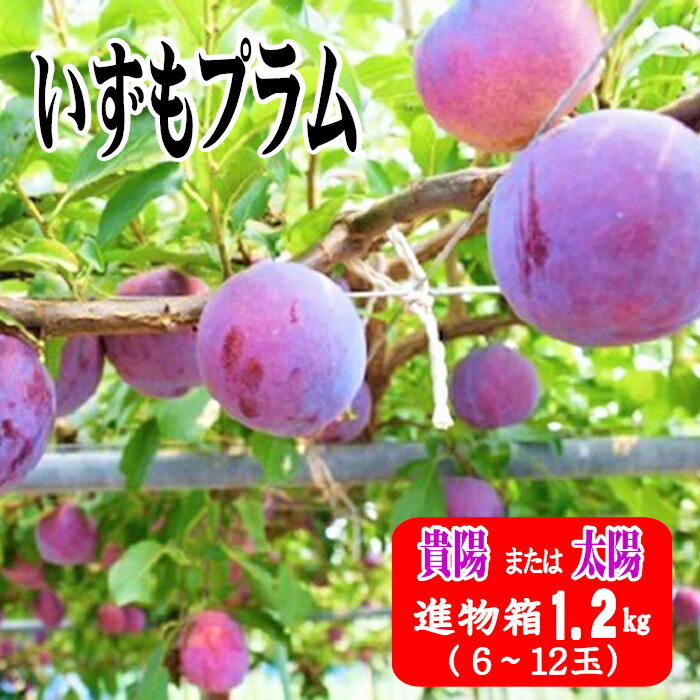 【ふるさと納税】いずもプラム 1.2kg | 貴陽 太陽 果物 フルーツ 先行予約 お取り寄せ