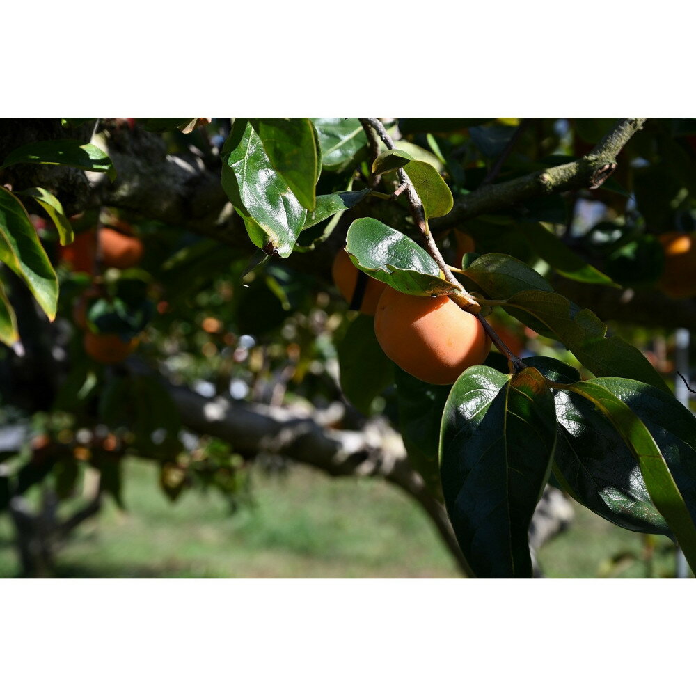 【ふるさと納税】【先行予約：2025年11月中下旬～発送】 富有柿 「訳あり」採れたて産地直送「ご家庭用」 Lサイズ28個入【岐阜県大野町産】