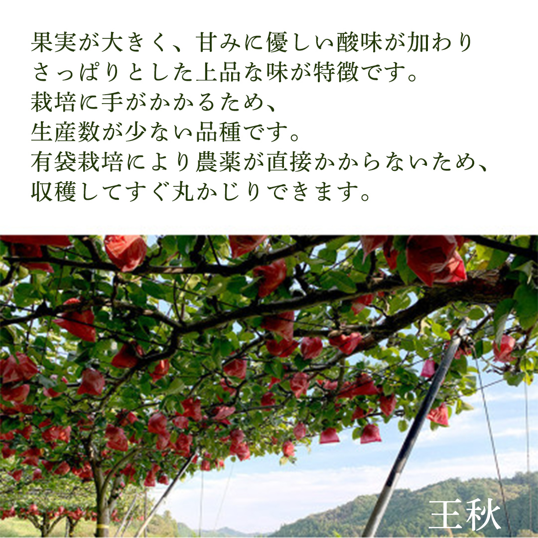＜農家直送＞梨 王秋 4～6個(約3kg) 先行予約 2026年発送 完熟 フルーツ 果物 産地直送 糖度 高い 梨 茨城  人気 (BB005)