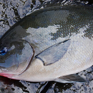 【超高感度！スレた魚も捕らえる】釣具 釣り用 ウキ 「巧派グレ」 3点セット 釣具 【ガルツ】浮力0・B・3B Mサイズ 高視認性 つや消し塗装  釣り 釣り具 釣具 つりツリ 釣具 V18-2_イメ