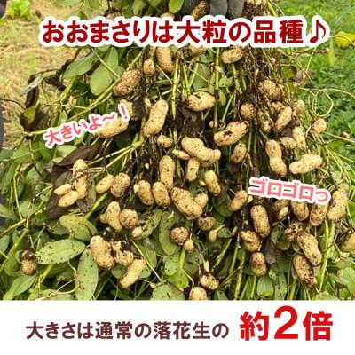 ふるさと納税 小田原市 甘くて大きい　ホクホクゆで落花生おおまさり　1.5kg |  | 01