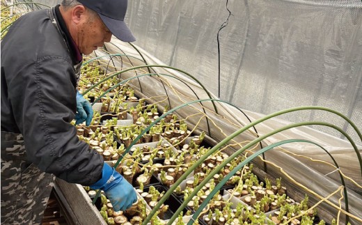 四季屋　松兵エ　春のかおり「高原たらの芽」