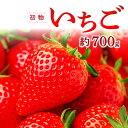 【ふるさと納税】 先行予約 初物いちご 350g×2パック 果物 フルーツ 苺 新鮮 ジューシー 期間限定 季節限定 早期予約 12月発送 冷蔵 特産品 お取り寄せ グルメ