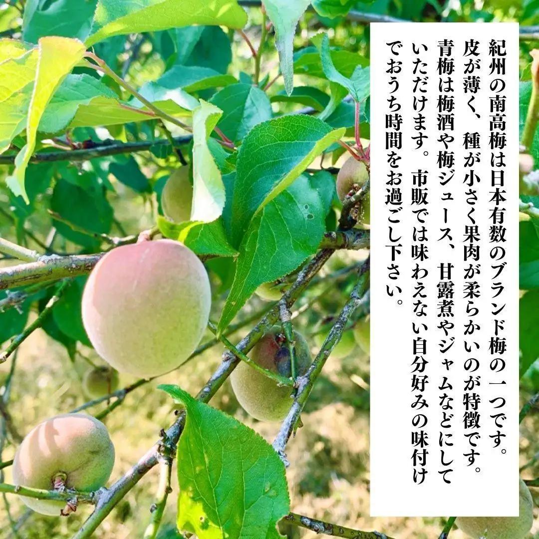 青梅 南高梅 約5kg 訳あり サイズミックス 和歌山県産 梅酒作り用 梅ジュース作り用