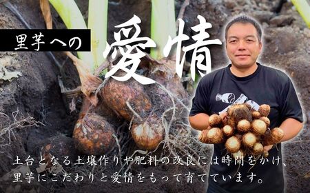 里芋 狭山市で採れた土付き里芋 土垂  約10kg | 埼玉県 狭山市