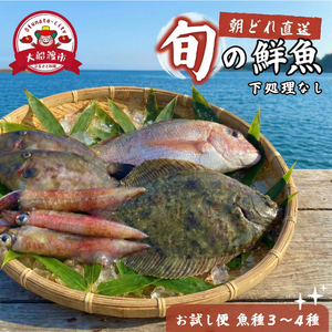 下処理なし 朝獲れ 鮮魚ボックス お試し3～4種 鮮魚