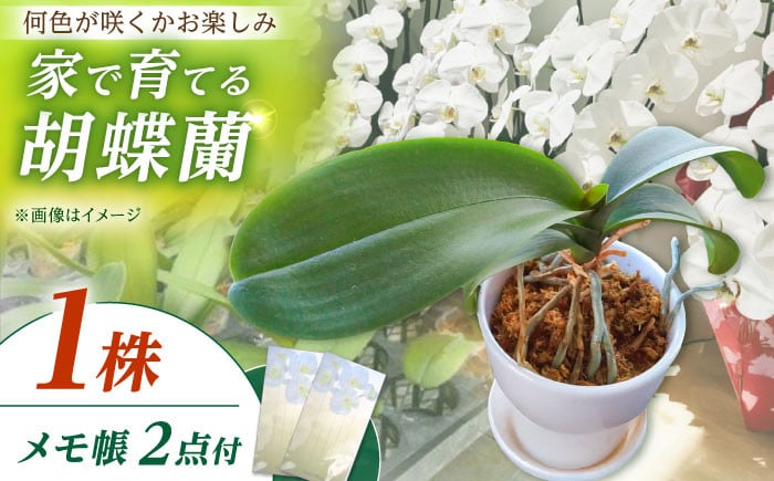 
            【家で育てる胡蝶蘭！】 胡蝶蘭 の苗 1株と胡蝶蘭柄のメモ帳2つ【足柄金太郎洋蘭園】開成町 洋蘭 蘭 お花 生花 苗 花苗 [BDAB002]
          