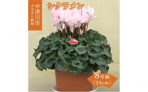 シクラメン8号鉢（24cm）ますだ農園 【お届け：11月～12月】 F4N-1400