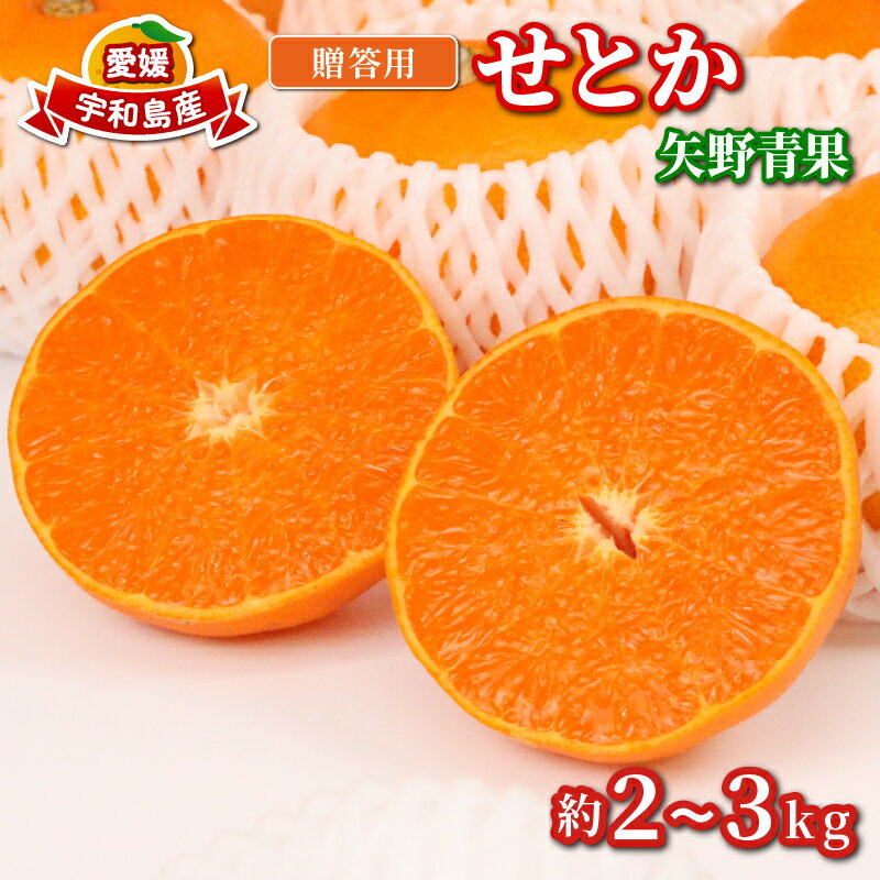 【ふるさと納税】 せとか 2 ~ 3kg 贈答用 矢野青果 柑橘の 大トロ 高級 希少 限定 品種 ブランド 高級柑橘 甘い 果物 くだもの フルーツ 柑橘 みかん 蜜柑 愛媛蜜柑 愛媛みかん mikan 贈答 ギフト プレゼント 産地直送 数量限定 国産 愛媛 愛媛県 宇和島 B012-171022
