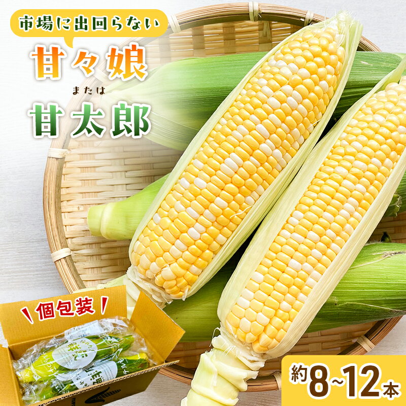 【ふるさと納税】とうもろこし 先行予約 甘々娘 または 甘太郎 約8～12本 春のテルもろこし 個包装 レンジ調理 レンチン 野菜 夏 旬 冷蔵 冷蔵配送 静岡 静岡県 浜松市 6月下旬頃より順次発送 配送不可：離島　お届け：2025年6月下旬〜2025年8月上旬予定