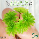 【ふるさと納税】＜オオカサゴケ [Rhodobryum giganteum] 苔テラリウム用人工栽培品種 5本パック＞※1ヵ月以内に順次出荷します。 コケ テラリウム インテリア ガーデニング 園芸 グリーン 緑 植物 西予苔園 送料無料 無くなり次第終了 愛媛県 西予市 【常温】