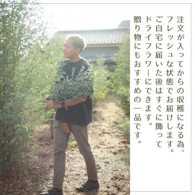 ふるさと納税 入間市 【ユーカリ農家が束ねる】摘みたてユーカリスワッグ |  | 03