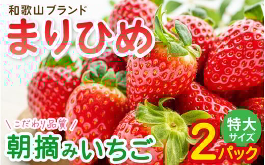 特大まりひめイチゴ 朝摘 6個～11個入×2パック【2027年1月中旬～3月末頃に順次発送】【先行予約】【KT3】