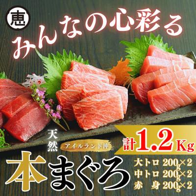 ふるさと納税 三浦市 【みんなの心彩る】天然本まぐろ 1.2kg(大トロ400g、中トロ400g、赤身400g)