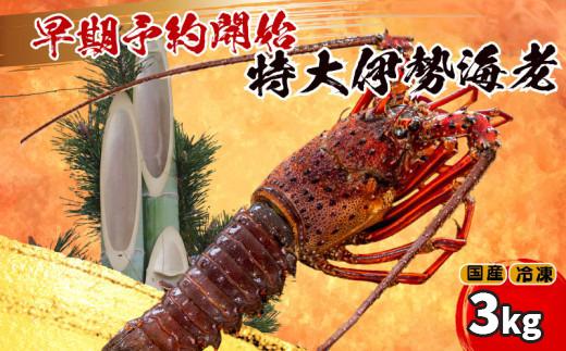 【早期予約】 【12月31日着】 特大 伊勢海老 5匹 3000g ～ 以上 冷凍 ( 特大サイズ 急速冷凍 えび エビ 高級 鮮魚 海鮮 魚介 刺身 焼き物 汁物 ギフト 贈答 贈り物 祝い 歳暮 中元 年末 年始 早期 予約 ) IKY070